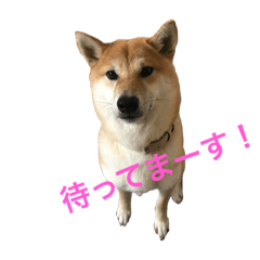 Shiba Inu Ganmo