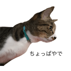 CatRame