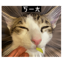 這是一個關於鼻鼻喵星人的故事