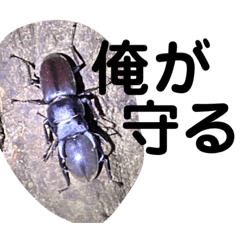 Japanese stag beetle.2