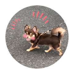 Melon_20210928152555