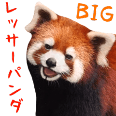レッサーパンダの日常的なbigスタンプ Line スタンプ Line Store レッサーパンダの日常的なbigスタンプ Line スタンプ Line Store