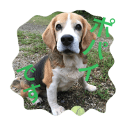 beagle,dog,popeye