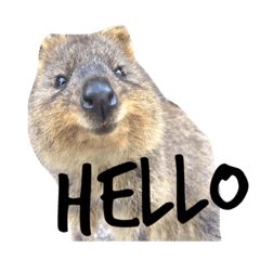 Real Quokka stickers