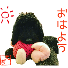 Goldendoodle Daikichi'S Sticker