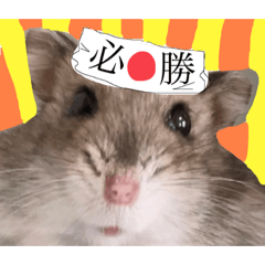 ジャンガリアンこてつのやりたい放題