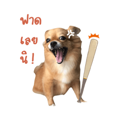 Gohang family ver.03 (Peemai only)