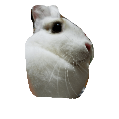 rabbit-huku