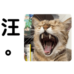 雞腿兒日常趴水