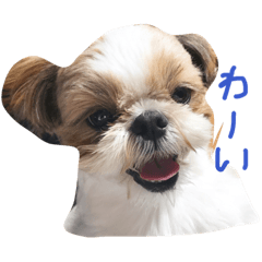 ricchin
