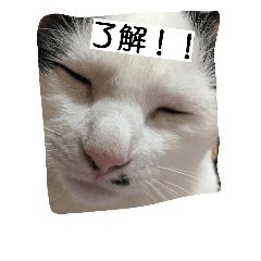 CAT GOMA CAT STAMP