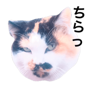 cat watching