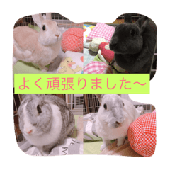Cute bunny 4   2