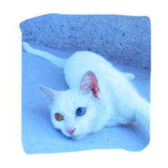 White cat Pino.