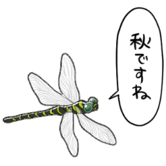 talking dragonfly