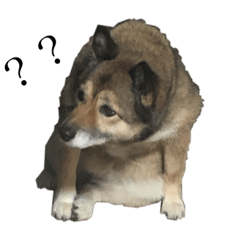 dog of TANAKA family