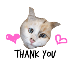 Cats say Thank you by words of the world