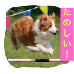 natchan RED BorderCollie Agility dog