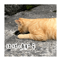 阿嬤養的貓_2.0
