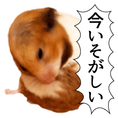 Beloved hamster