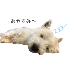 daifuku (West Highland White Terrier)