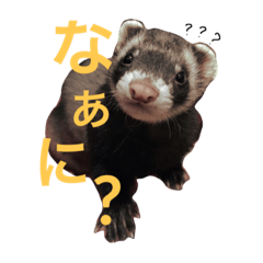 ferret-montyan daily stamps