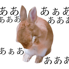 A pretty rabbit Komugi