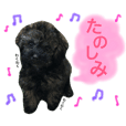 トイプードルシルバー Bebe Line スタンプ Line Store トイプードルシルバー Bebe Line スタンプ Line Store