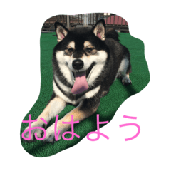 shibainu yamatokun