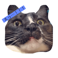 myak0o_20211002084127