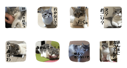 Nyanmaru!! Nyanmaru!!