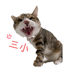 阿布的日常用語