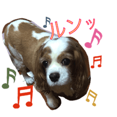 無料ダウンロード でぶ 犬 かわいい 最高のhd壁紙画像