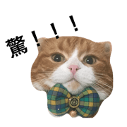 Silly Cat-pudding
