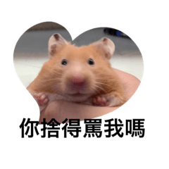 Mimi  hamster and cat 1