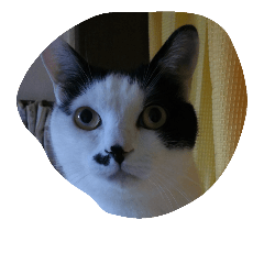 black-and-white-cat-cat