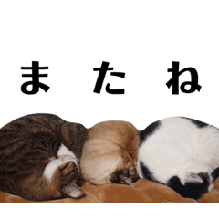 猫だけど、ときどき敬語