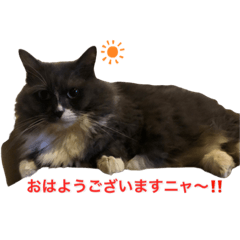 気まぐれネコとイヌのスタンプ♪