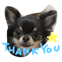 chihuahua!alice!