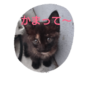 Oh! Cats!