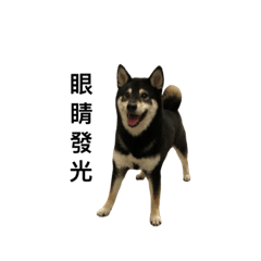 Dowu blackshiba_20211003214324