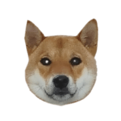 shibainu.mei..life