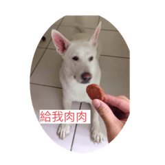 台式美學之我家狗狗