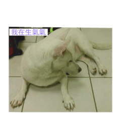 台式美學的我家狗狗