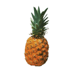 Pineapplish_20211003202012
