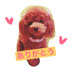 Toy poodle sherry diary