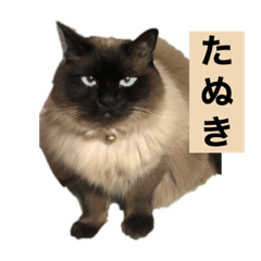 yoshiruna_20211004014950