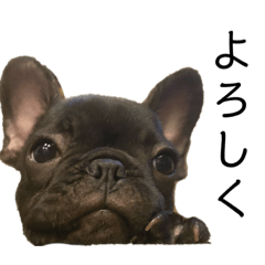 gigi the frenchie