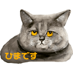うちのねこ©︎ ブルースと仲間たち