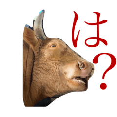kohaku 3rd